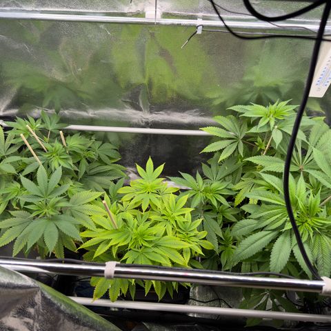 Criminal + growlog timeline photo