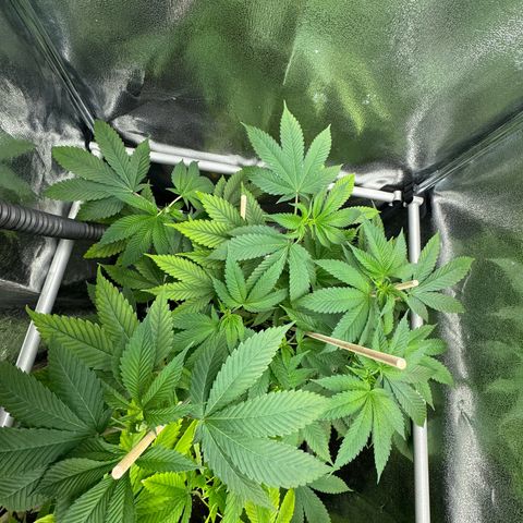 Lemon Zkittle growlog timeline photo