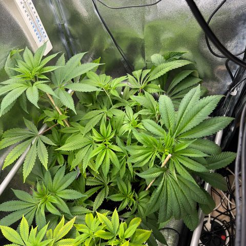 Criminal + growlog timeline photo