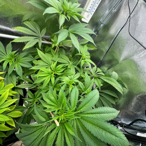 Criminal + growlog timeline photo