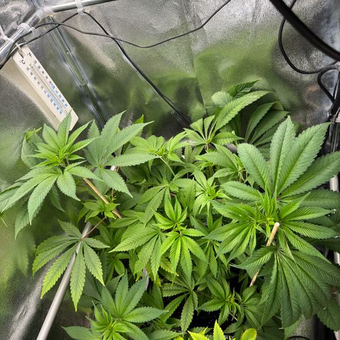 Criminal + growlog timeline photo