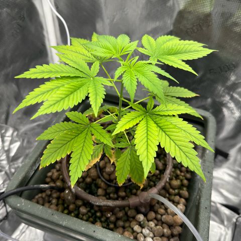 Critical Orange Punch growlog timeline photo