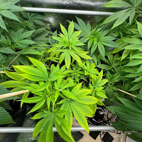 Criminal+ growlog timeline photo