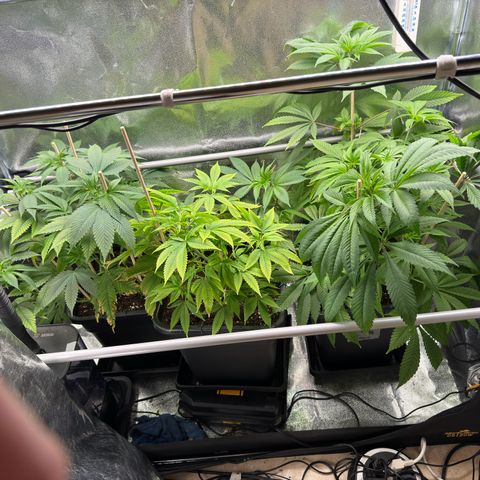 Criminal + growlog timeline photo