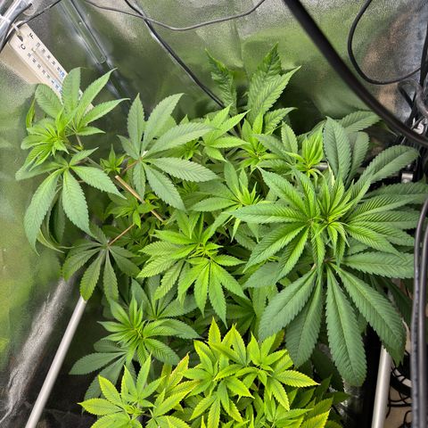 Criminal + growlog timeline photo