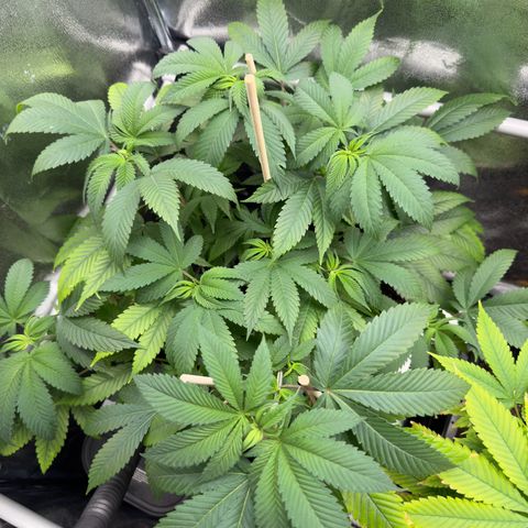 Lemon Zkittle growlog timeline photo