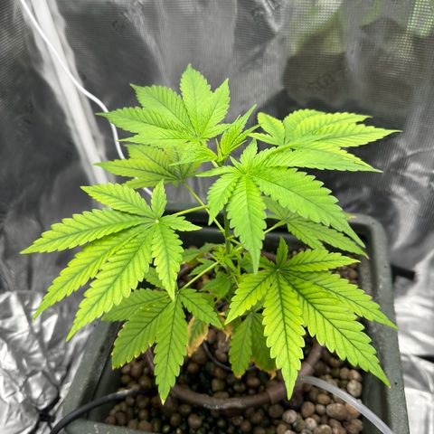Critical Orange Punch growlog timeline photo