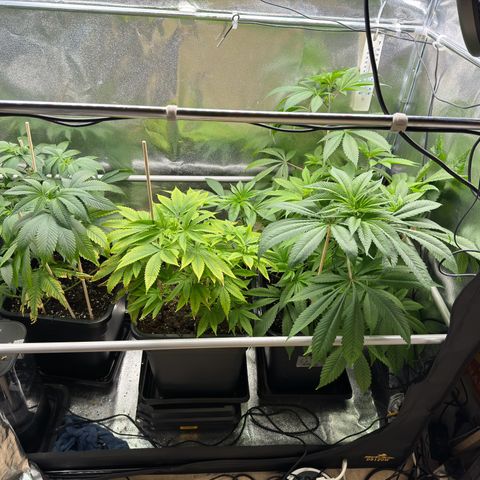 Criminal + growlog timeline photo