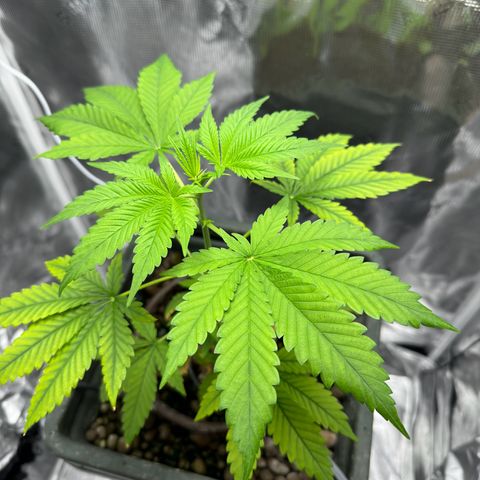 Critical Orange Punch growlog timeline photo