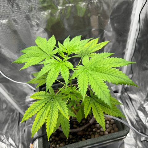 Critical Orange Punch growlog timeline photo