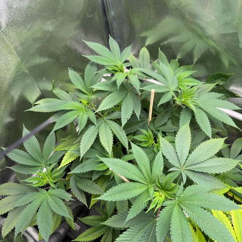 Lemon Zkittle growlog timeline photo