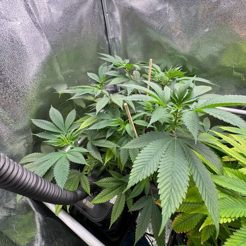 Lemon Zkittle growlog timeline photo