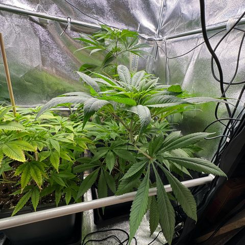 Criminal + growlog timeline photo