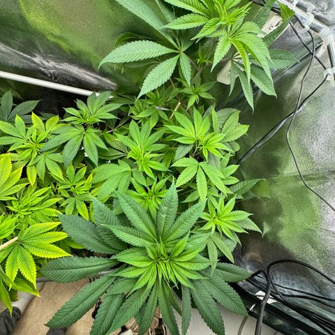 Criminal + growlog timeline photo