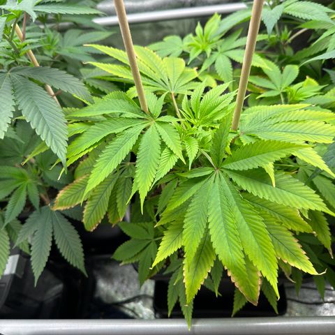 Criminal+ growlog timeline photo