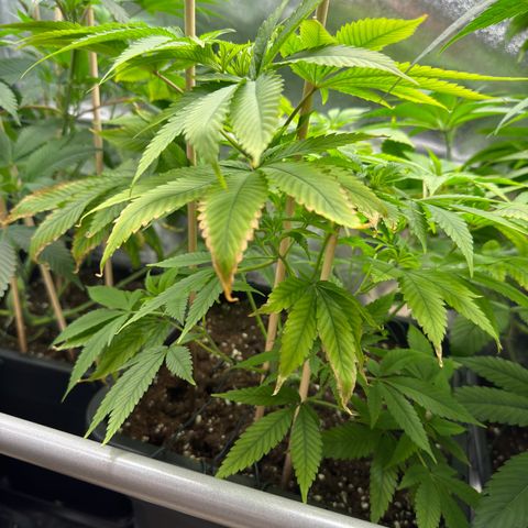 Criminal+ growlog timeline photo