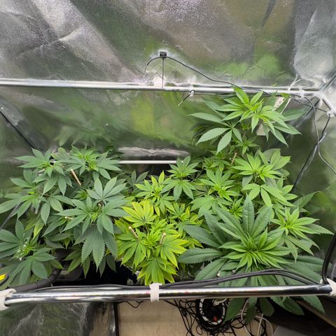 Criminal + growlog timeline photo