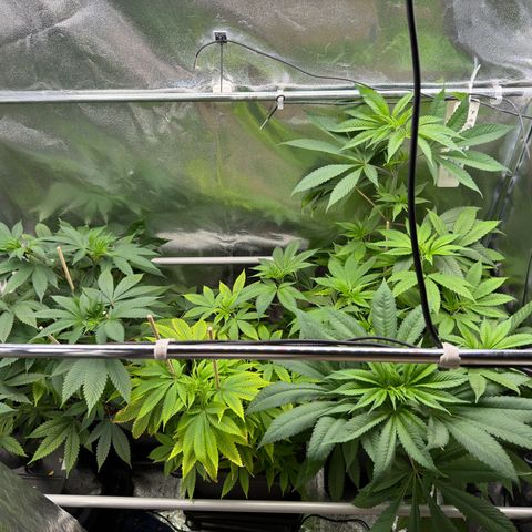 Criminal + growlog timeline photo
