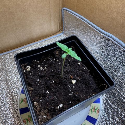 Critical Orange Punch coco growlog timeline photo