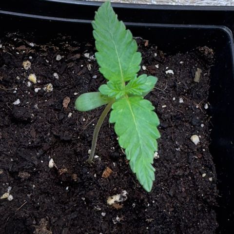 Critical Orange Punch coco growlog timeline photo