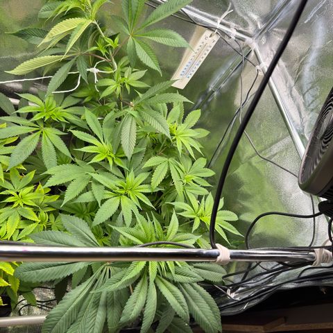 Criminal + growlog timeline photo