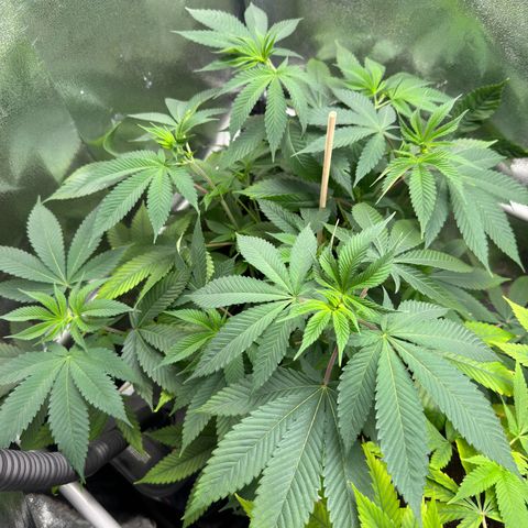 Lemon Zkittle growlog timeline photo