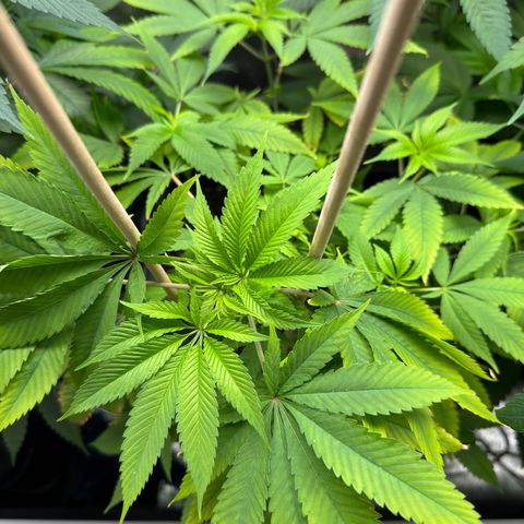 Criminal+ growlog timeline photo
