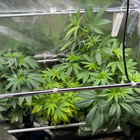 Criminal + growlog timeline photo