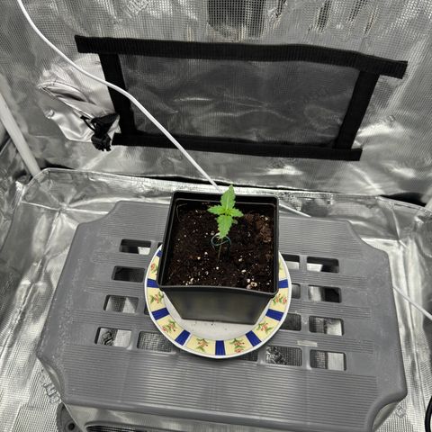 Critical Orange Punch coco growlog photo: Final home 