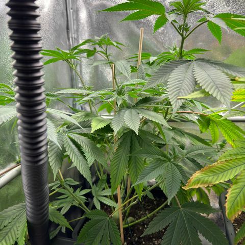 Lemon Zkittle growlog timeline photo
