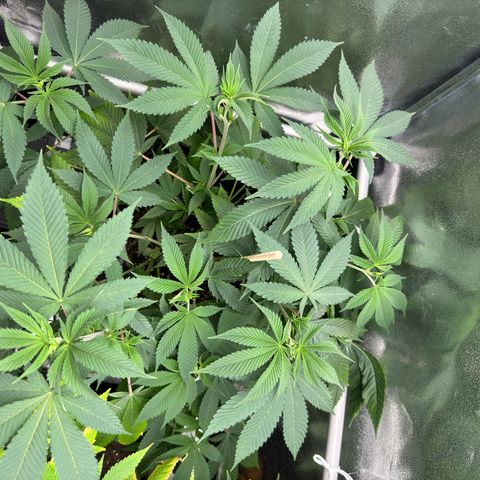 Lemon Zkittle growlog timeline photo