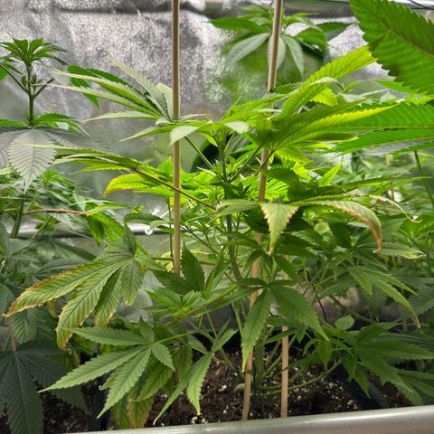 Criminal+ growlog photo: Doesn’t look healthy at all 