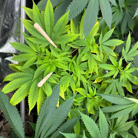Criminal+ growlog photo: Doesn’t look healthy at all 