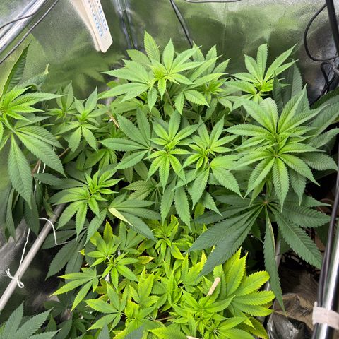 Criminal + growlog photo: Looks great 👍 