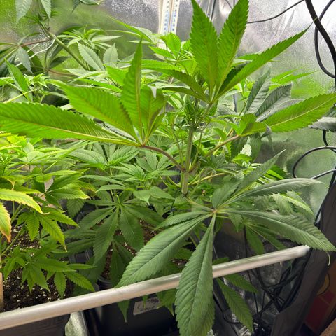 Criminal + growlog photo: Looks great 👍 