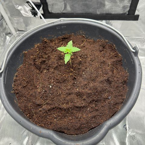 Critical Orange Punch coco growlog timeline photo