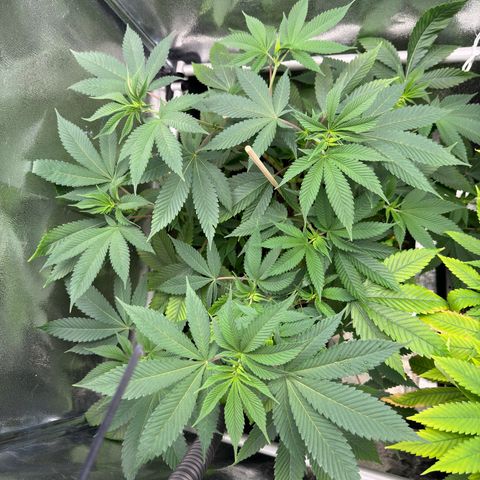 Lemon Zkittle growlog timeline photo