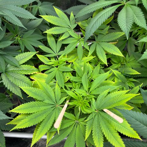 Criminal+ growlog timeline photo