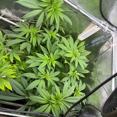 Criminal + growlog timeline photo
