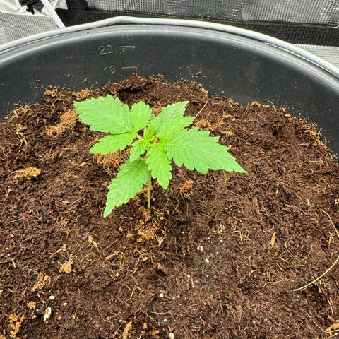 Critical Orange Punch coco growlog timeline photo