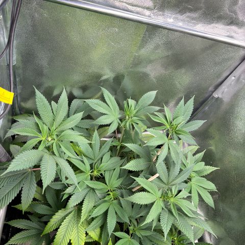 Lemon Zkittle growlog timeline photo