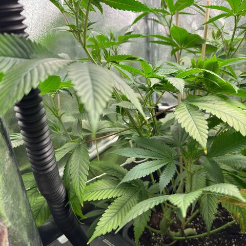 Lemon Zkittle growlog timeline photo