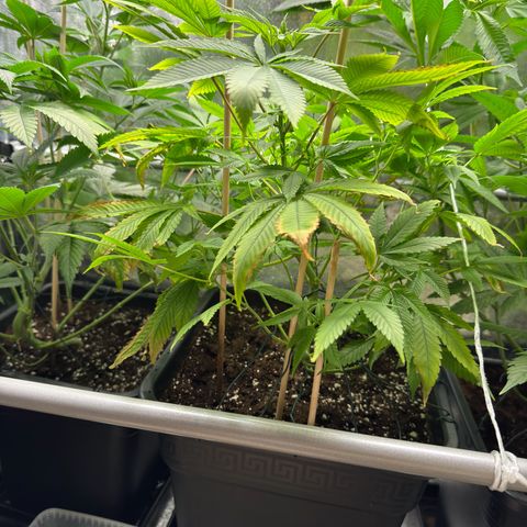 Criminal+ growlog timeline photo