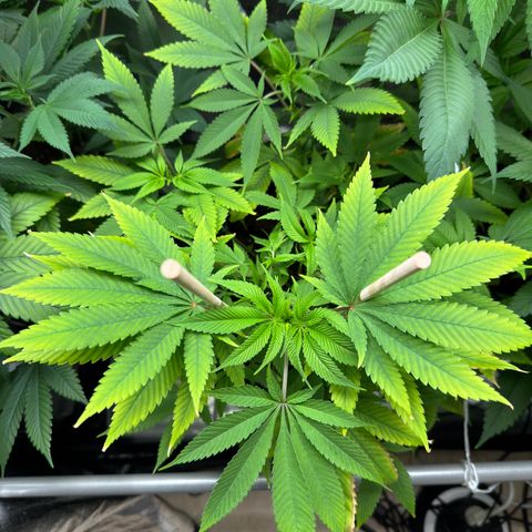 Criminal+ growlog timeline photo