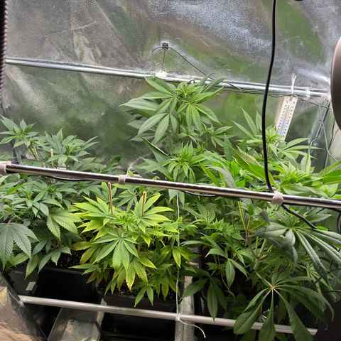 Criminal + growlog timeline photo