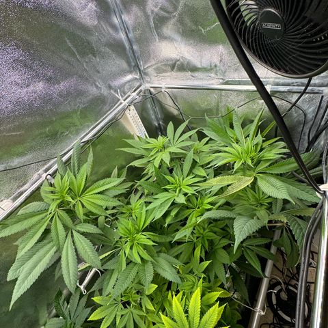 Criminal + growlog timeline photo
