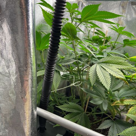 Lemon Zkittle growlog timeline photo
