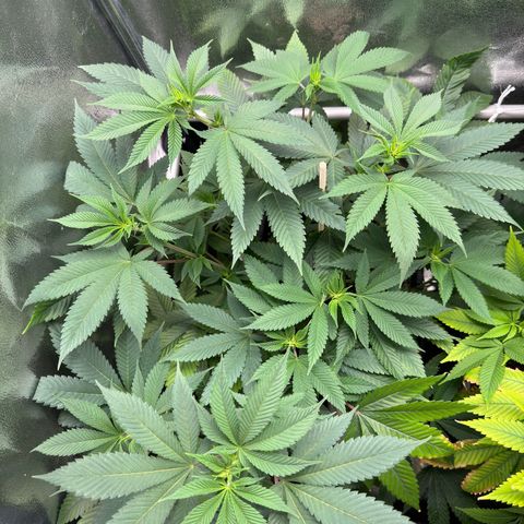 Lemon Zkittle growlog timeline photo