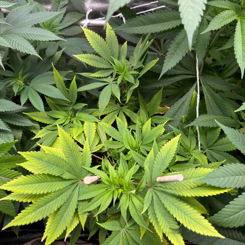 Criminal+ growlog photo: Still struggling, but looking better each day.