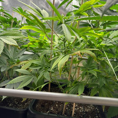 Criminal+ growlog photo: Still struggling, but looking better each day.
